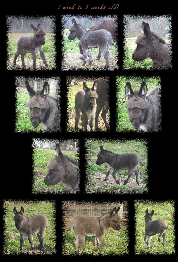 Critter Haven Farm Miniature Donkeys